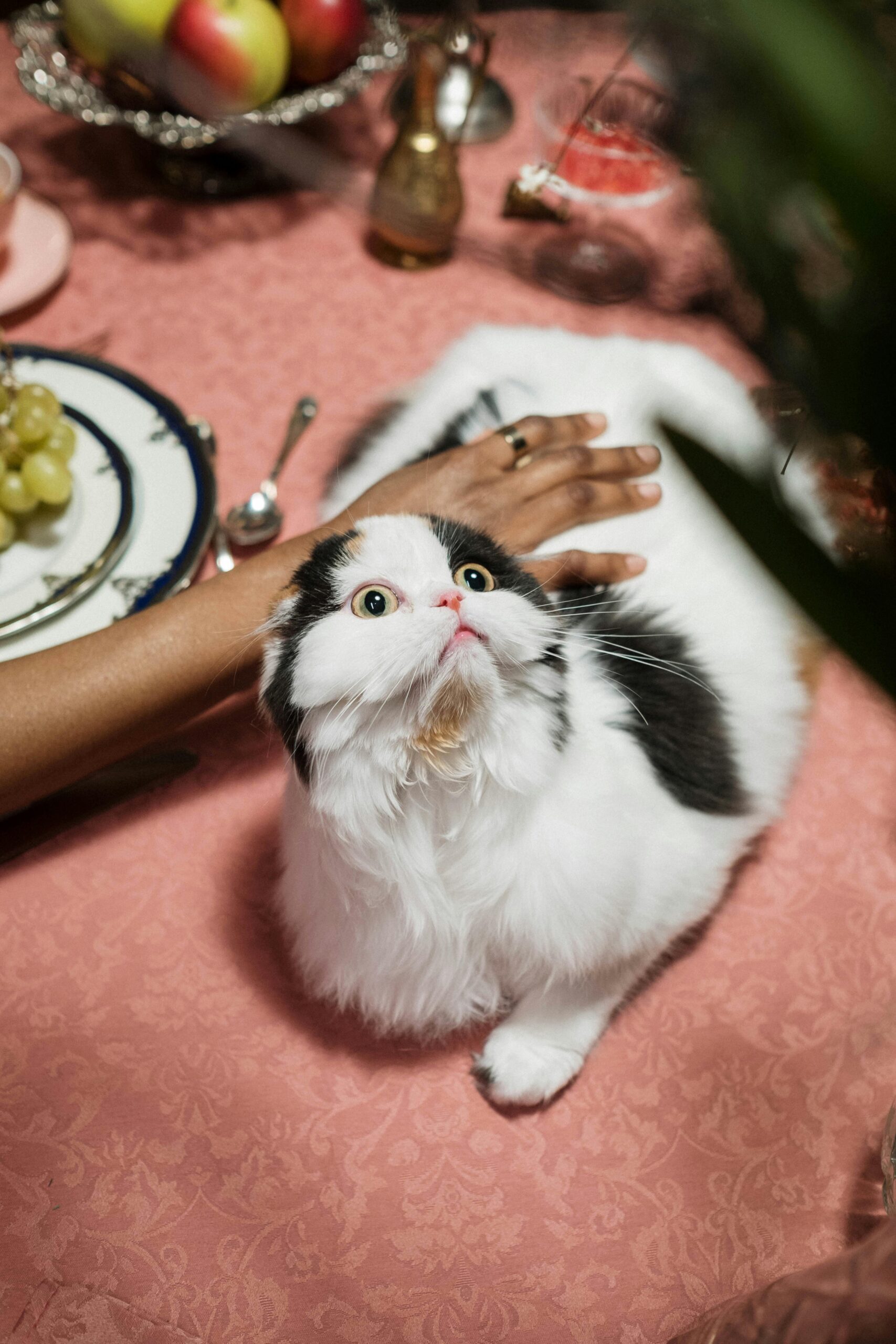 A white and black fluffy cat with big yellow eyes looks up at a person's hand stroking its back, as the cat lies on a pink tablecloth with plates and fruit nearby.